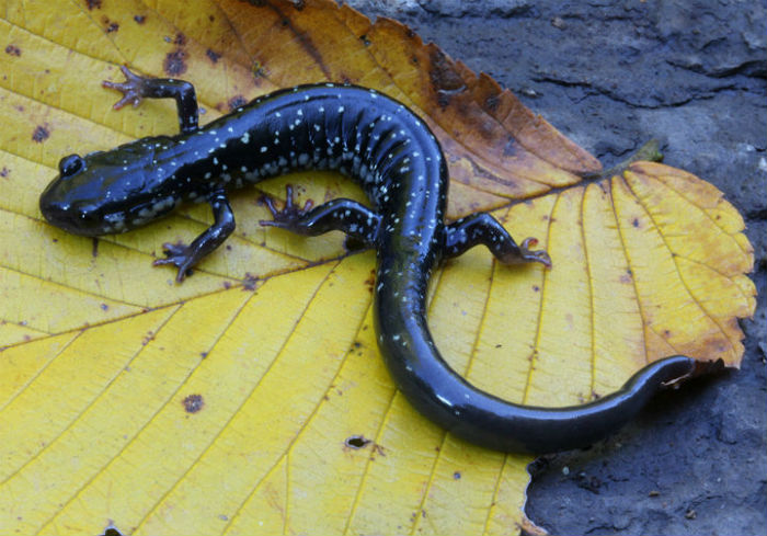 Slimy Salamander